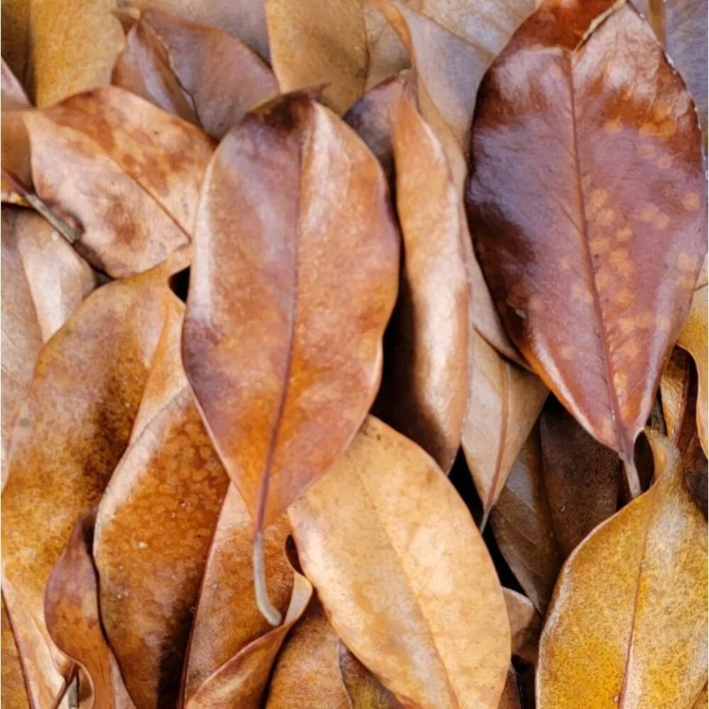 Magnolia Leaf Litter, 30-35 Premium Bioactive Enclosures, Reptiles, Amphibians
